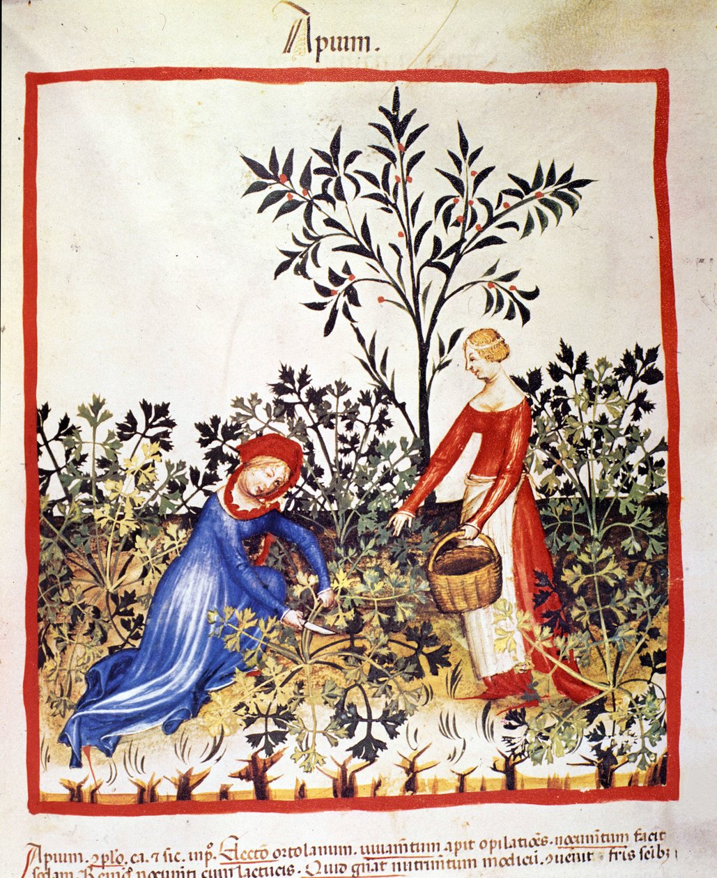 Dwie kobiety zbierają pietruszkę. Oświetlenie z doju medycyny i dietetyki „”Tacuinum sanitatis”” autorstwa Unknown artist