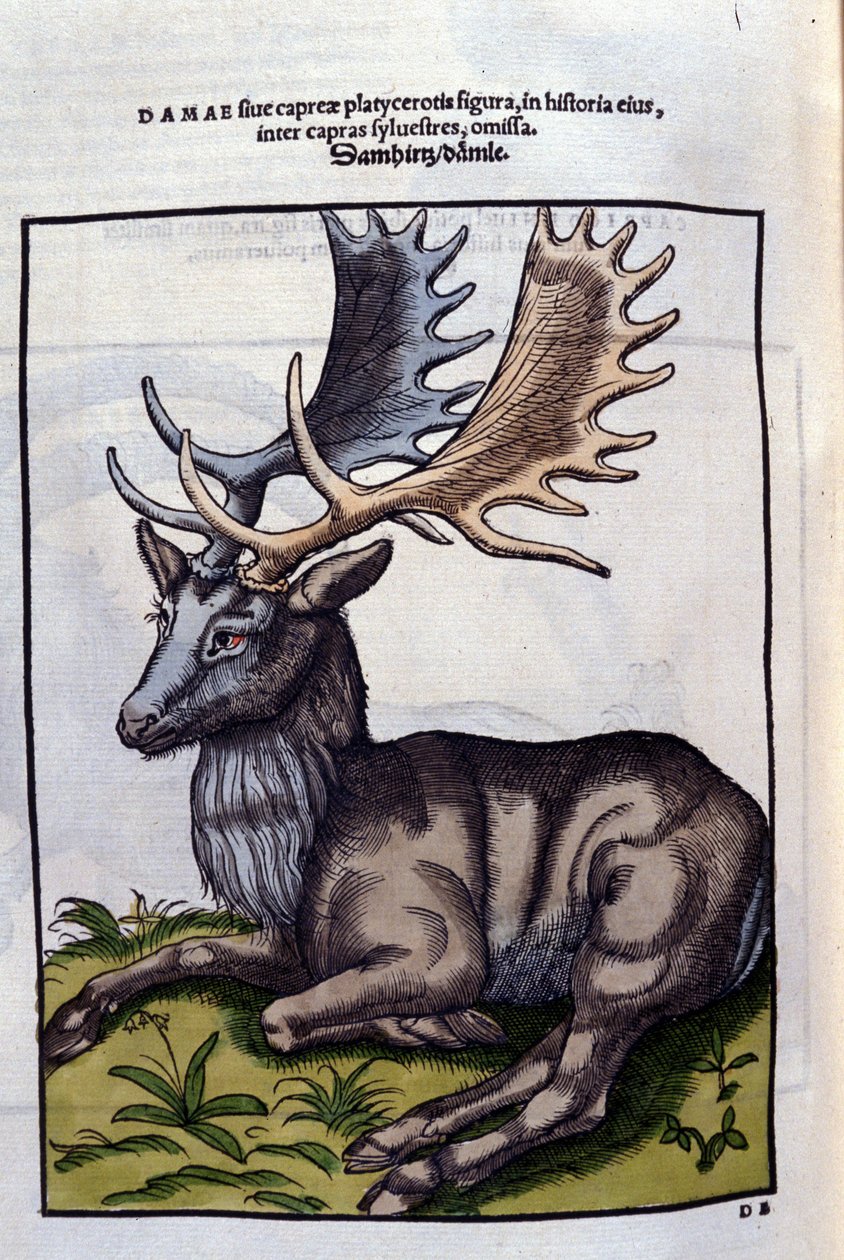 Un renifer (cervidé) w Historia Animalium de Conrad Gesner (1516-1565), Tiguri autorstwa Unknown artist