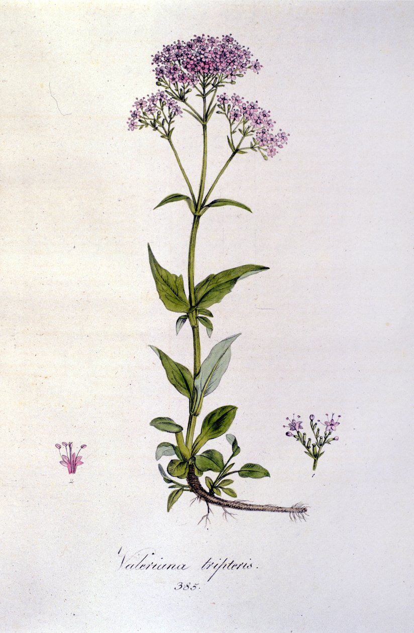 Waleriana. Grawerowanie z XIX wieku. autorstwa Unknown artist