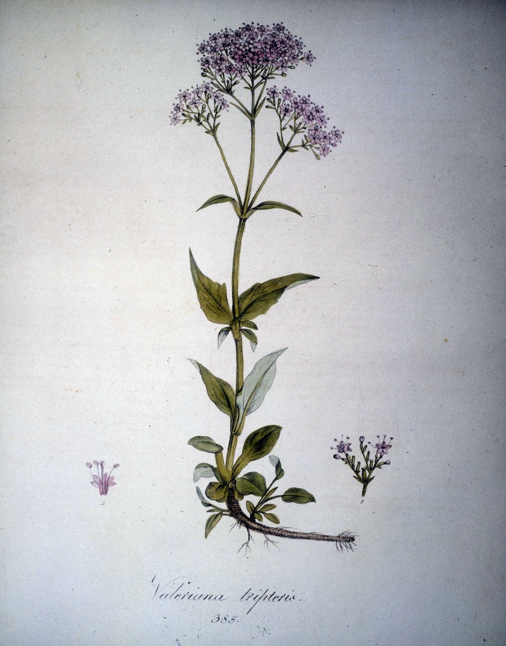 Bawar botaniczny: Mimoza. Zielnik z XIX wieku. autorstwa Unknown artist