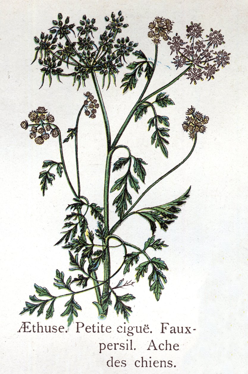 Jadowite rośliny botaniczne: Aethusa, Little Grad, sztuczna pietruszka i psi ból. Grawer w „Lekarstwie naturalnym” Friedricha Eduarda Bilza (1842-1922) autorstwa Unknown artist