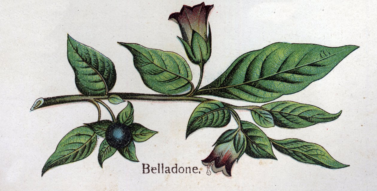 Żylne rośliny botaniczne: Belladonna. Grawer w „Lekarstwie naturalnym” Friedricha Eduarda Bilza (1842-1922) autorstwa Unknown artist