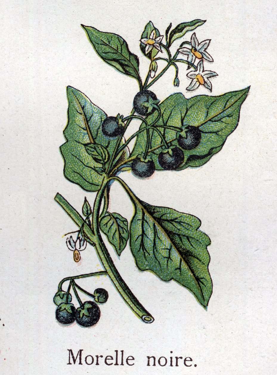 Żylne rośliny botaniczne: Czarna wilcza jagoda. Grawer w „Lekarstwie naturalnym” Friedricha Eduarda Bilza (1842-1922) autorstwa Unknown artist