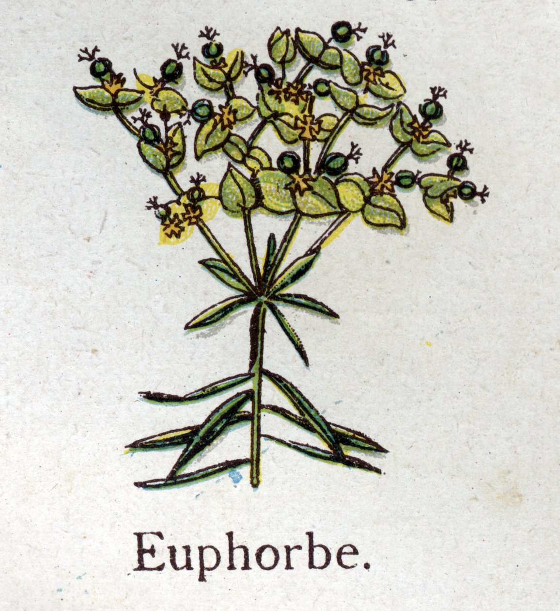 Żylne rośliny botaniczne: Euphorbo. Grawer w „Lekarstwie naturalnym” Friedricha Eduarda Bilza (1842-1922) autorstwa Unknown artist