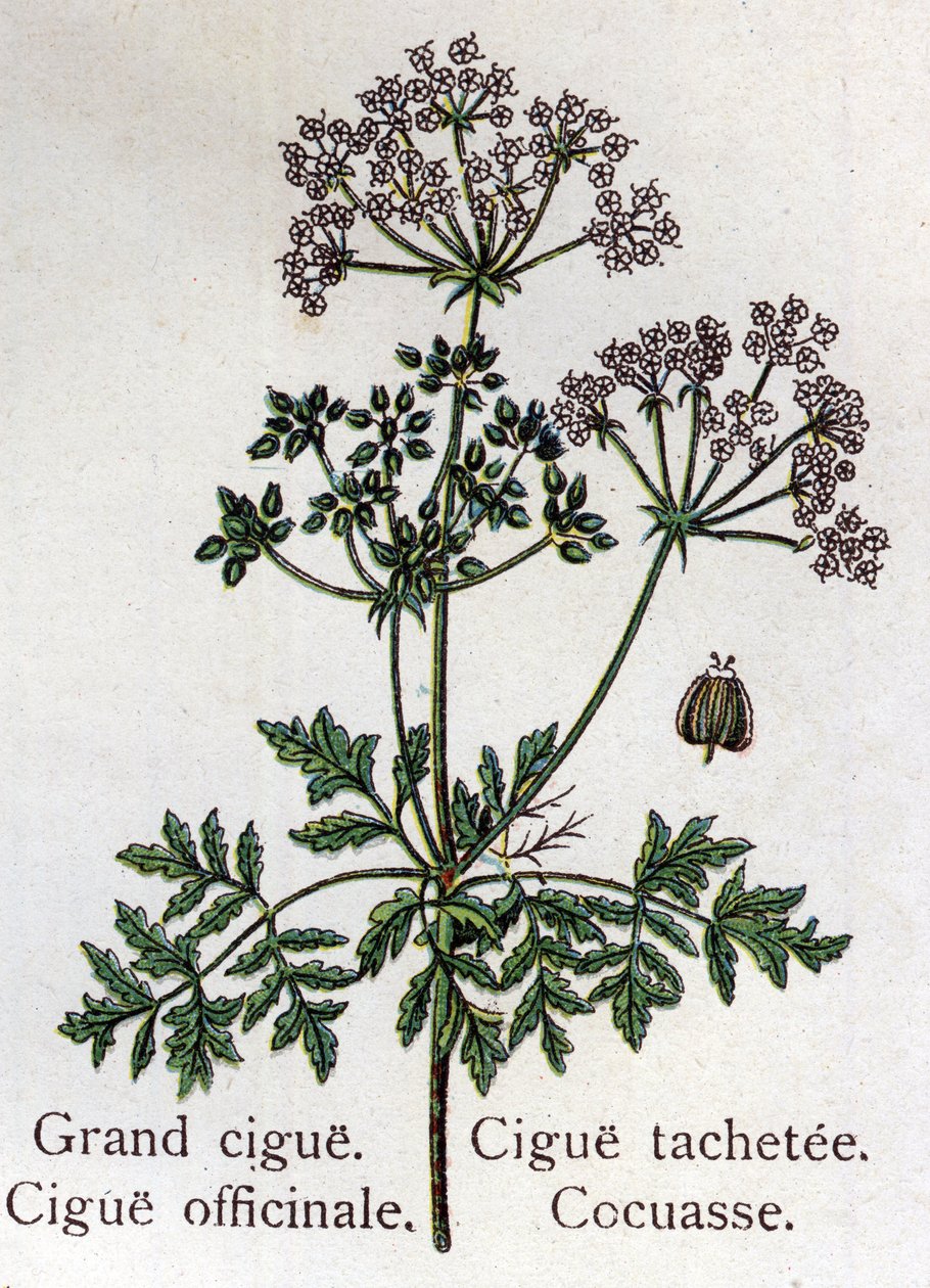 Jadowite rośliny botaniczne: duże, lekarskie, bejcowe i kokasowe. Grawer w „La medicine naturelle” Friedricha Eduarda Bilza (1842-1922) autorstwa Unknown artist