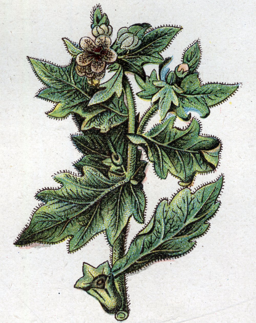Żylne rośliny botaniczne: do. Grawer w „Lekarstwie naturalnym” Friedricha Eduarda Bilza (1842-1922) autorstwa Unknown artist