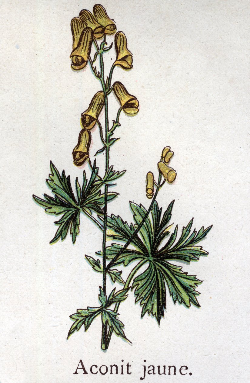 Żylne rośliny botaniczne: akonit żółty. Grawer w „Lekarstwie naturalnym” Friedricha Eduarda Bilza (1842-1922) autorstwa Unknown artist