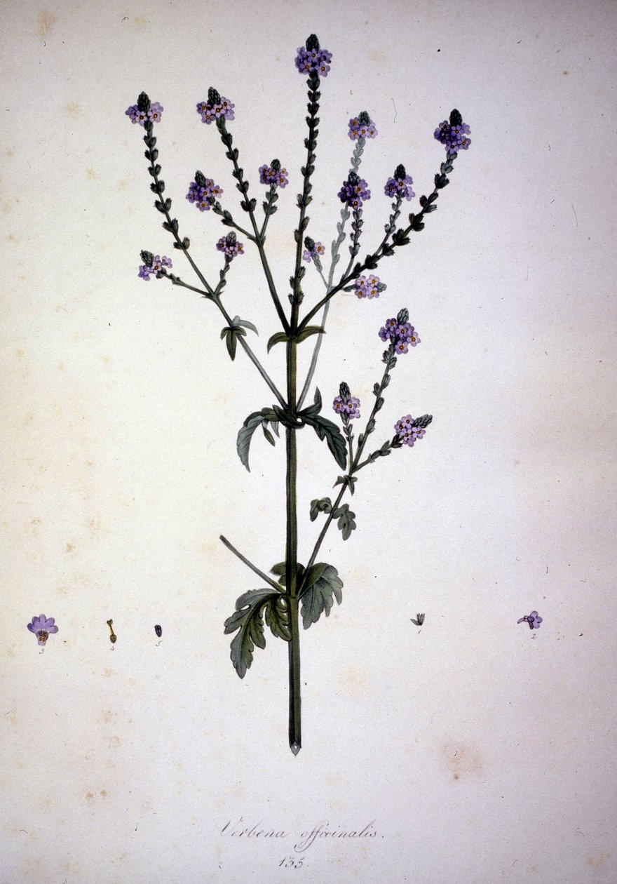 Verbena officinalis (Verbena officinale). Zielnik z XIX wieku. autorstwa Unknown artist
