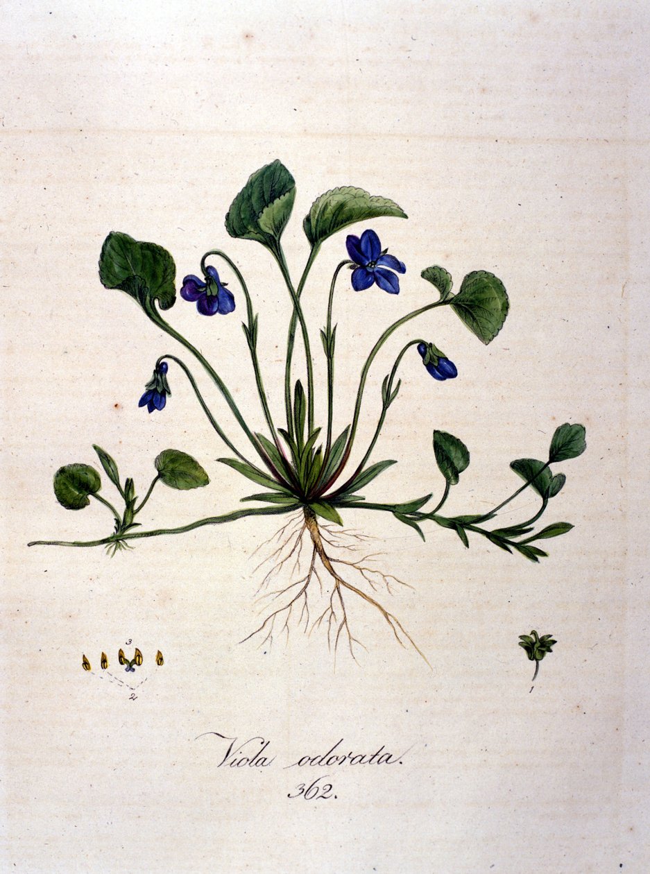 Fioletowy. Grawerowanie z XIX wieku. autorstwa Unknown artist