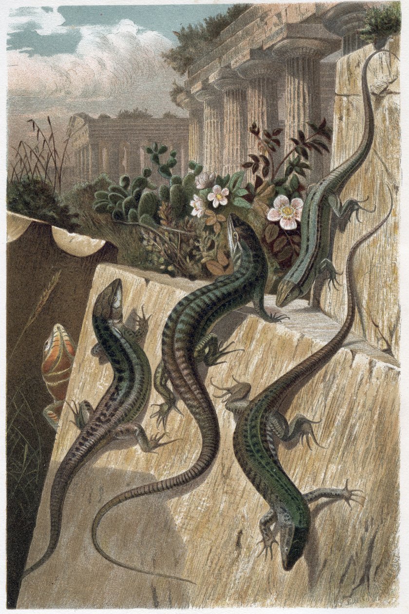 Jaszczurka ścienna - Jaszczurka ścienna (Podarcis muralis) - grawer z ""Życie zwierząt Brehma"" Alfreda Edmunda Brehma (1829-1884) autorstwa Unknown artist