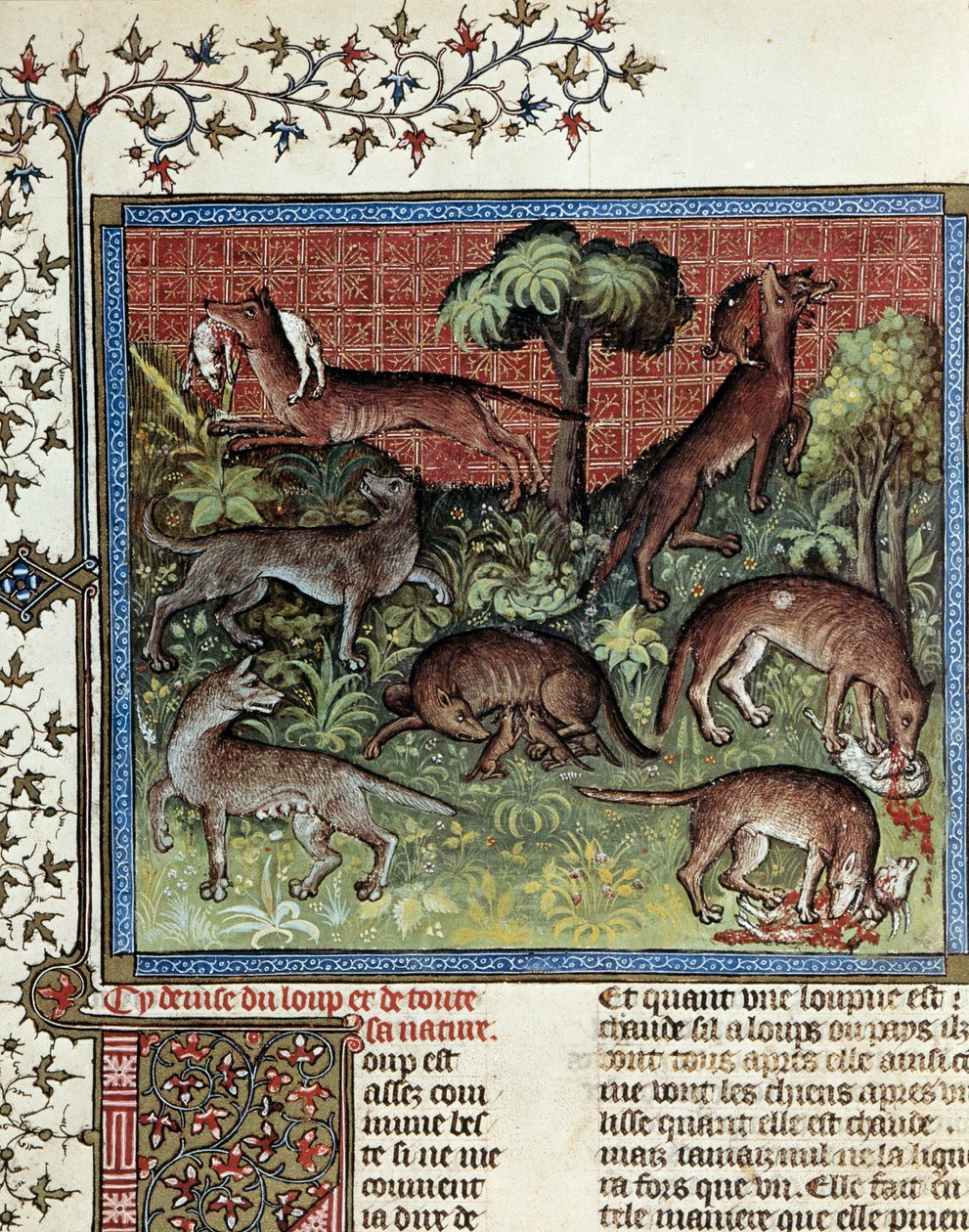 Motto wilka i całej jego natury. Miniatura z Gaston Phoebus (1331-1391) dit Gaston III Comte De Foix autorstwa Unknown artist