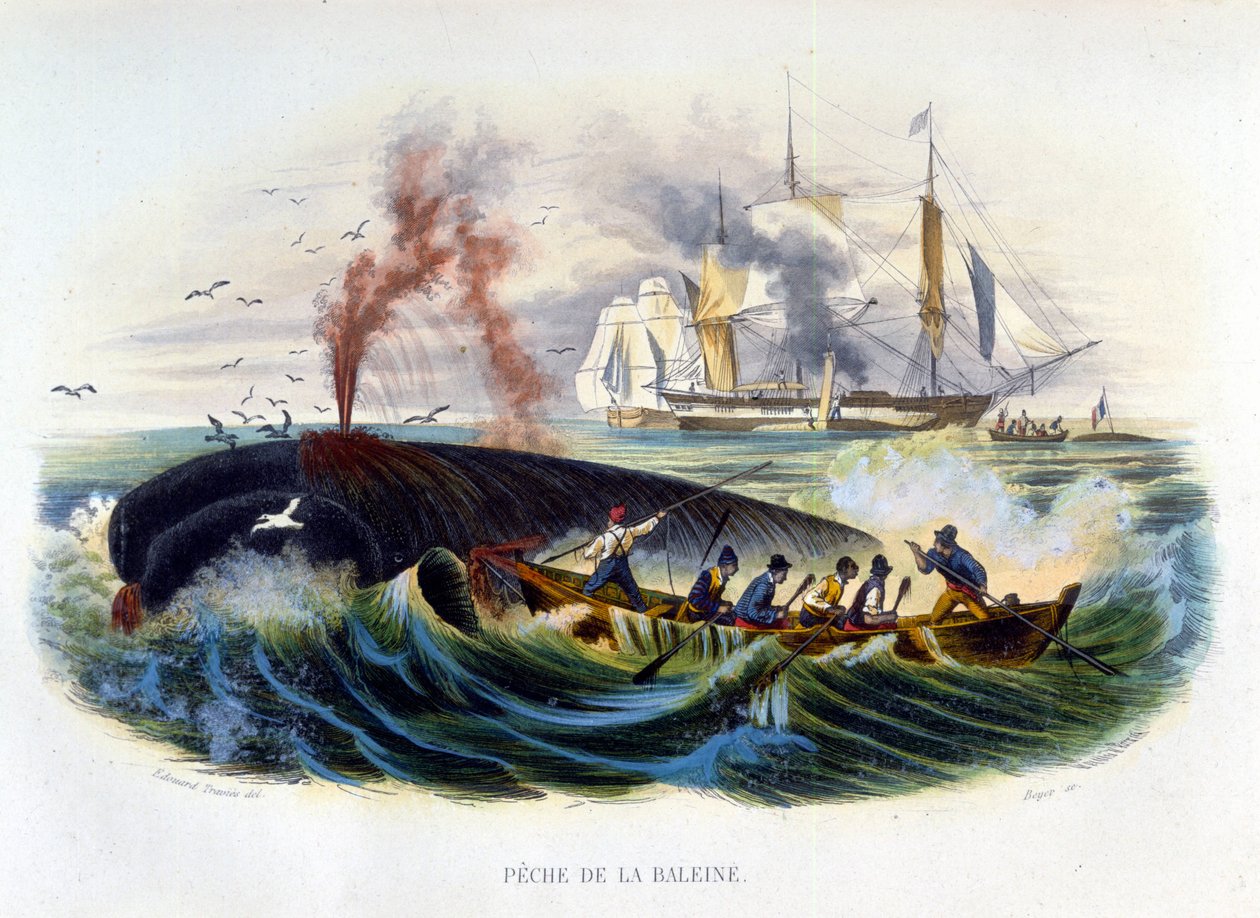 Wielorybnictwo - w „Historii naturalnej” Lacépède autorstwa Unknown artist