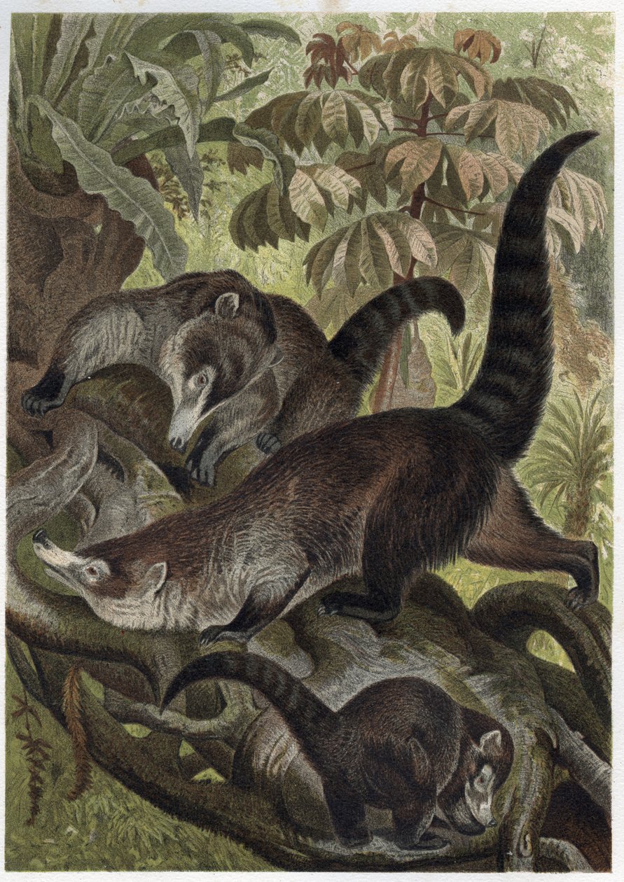 Ostronos białonosy znany również jako coatimundi - Coati brun ou coati a white nose (Nasua narica) - grawer z „”Życie zwierząt Brehma”” Alfreda Edmunda Brehma (1829-1884) autorstwa Unknown artist