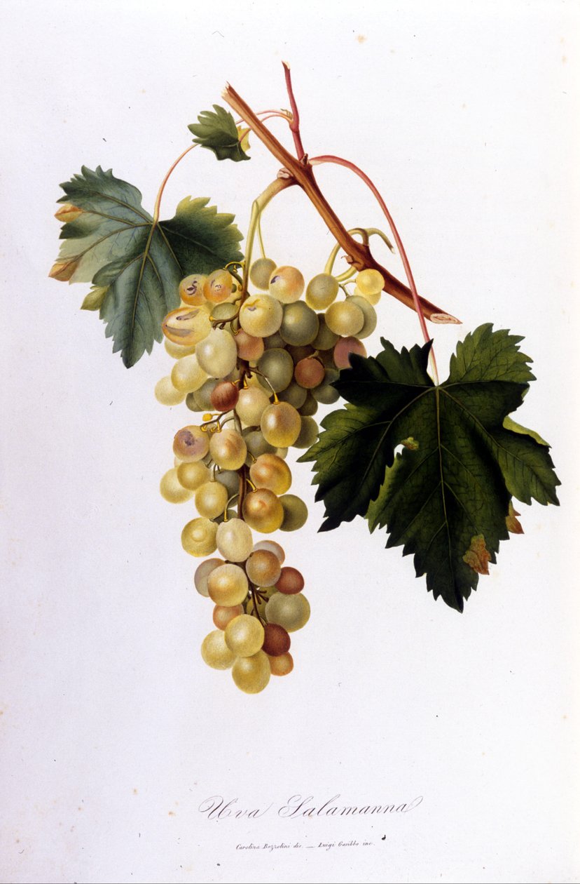 Białe winogrona. Grawerowanie z XIX wieku. autorstwa Unknown artist