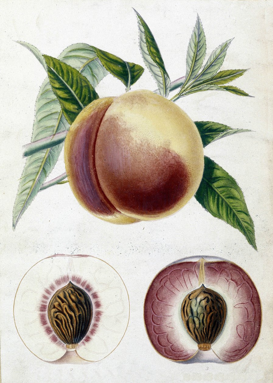 Biała brzoskwinia - deska botaniczna autorstwa Unknown artist