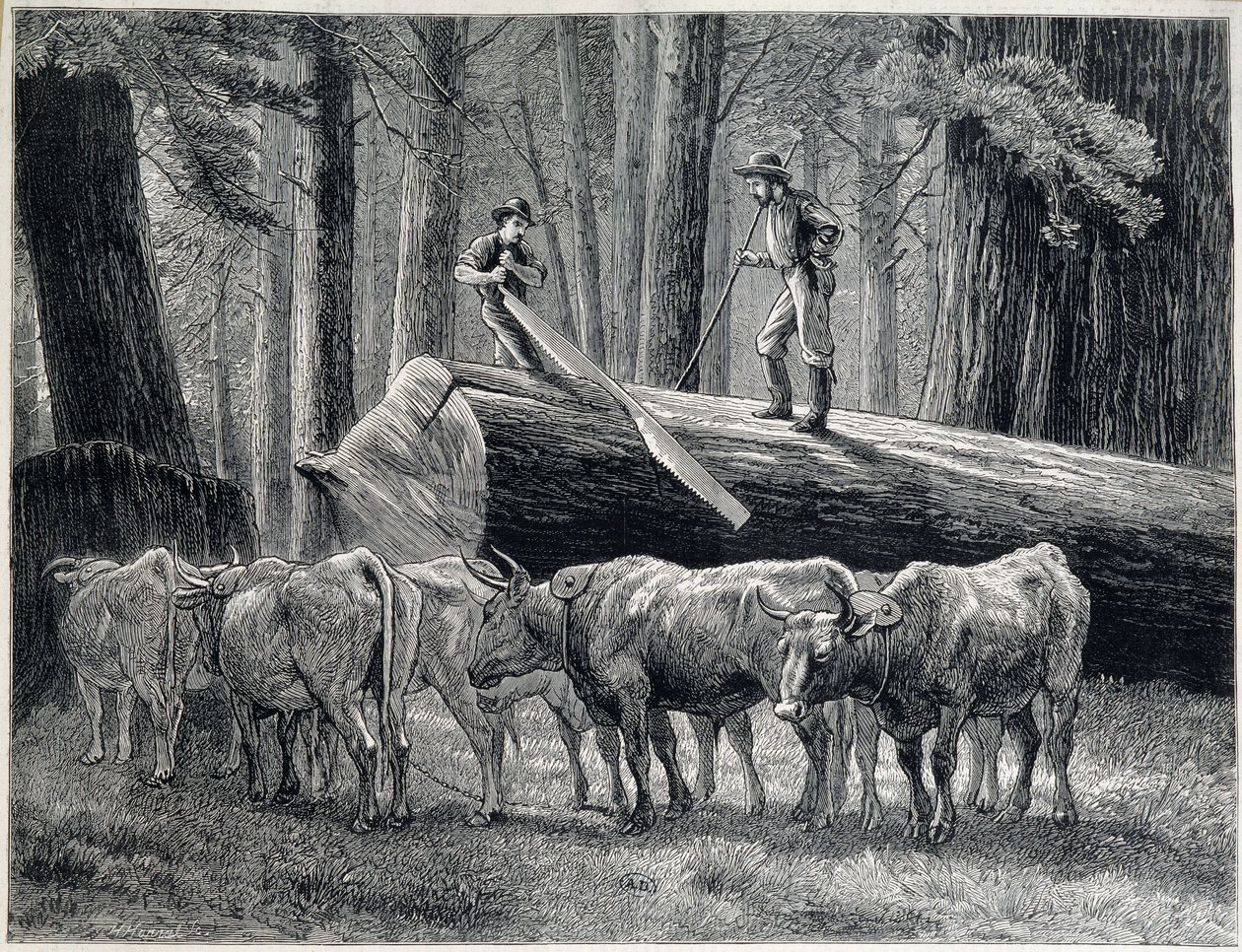 Drwale w sekwojowym lesie w Kalifornii - grawer autorstwa Unknown artist