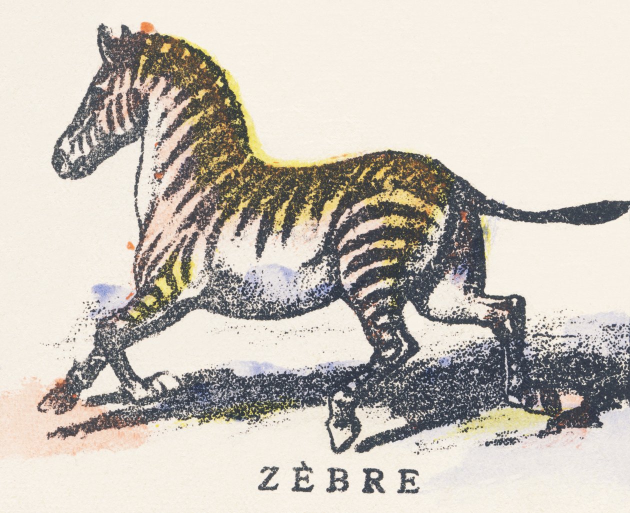 Z: zebra autorstwa Unknown artist