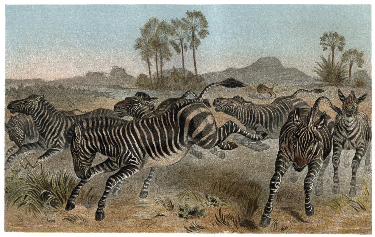 Zebre - Zebry - Koniowate afrykańskie (rodzina koni) - grawer z „Życia zwierząt Brehma” autorstwa Alfreda Edmunda Brehma (1829-1884) autorstwa Unknown artist