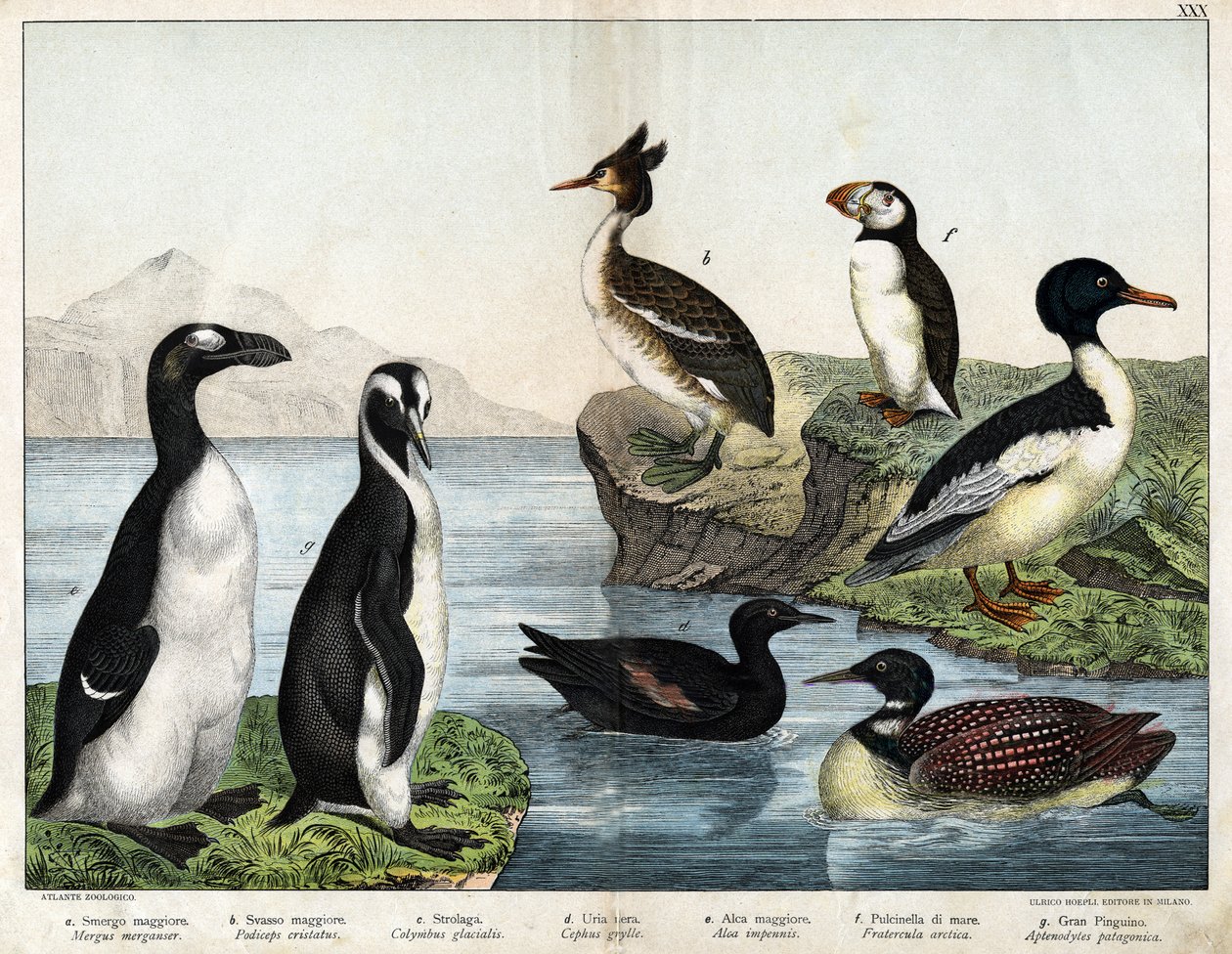 a: złota rybka pospolita (Mergus merganser), b: perkoz pospolity (Podiceps cristatus), c: nurek pospolity (Colimbus glacialis), d: nurzyk czarny (Cephis grylle), pingwin wielki (Alca impennis), f: maskonur (Fratercula artica) ), g; Pingwin Królewski (Pteno autorstwa Unknown artist