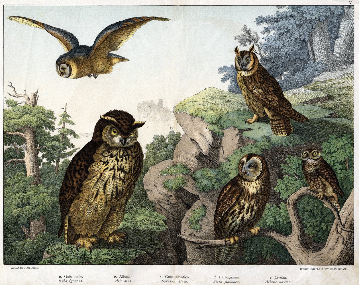 a: sowa złocista (Bubo cowardus), b: hulotte (koto myśliwski) (muszla Asio), c: sowa pospolita (Syrnium aluco), d: sowa (Strix flammea), e: sowa (sowa ateńska) - w „Naturalny Historia ptaków”, wyd. Hoepli, Mediolan autorstwa Unknown artist