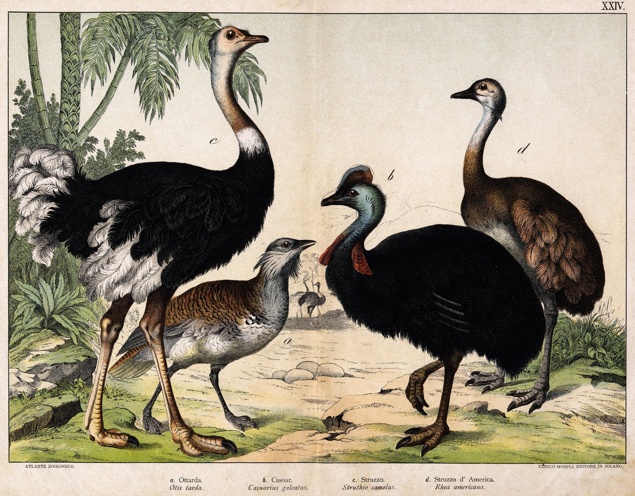 a: drop (Otis tarda), b: Casoar (Casarius galeatus), c: struś afrykański (Struthio camelus), d: Nandon (Rhea Americana) – w „”Historia naturalna Oideals”, wyd. Hoepli, Mediolan autorstwa Unknown artist