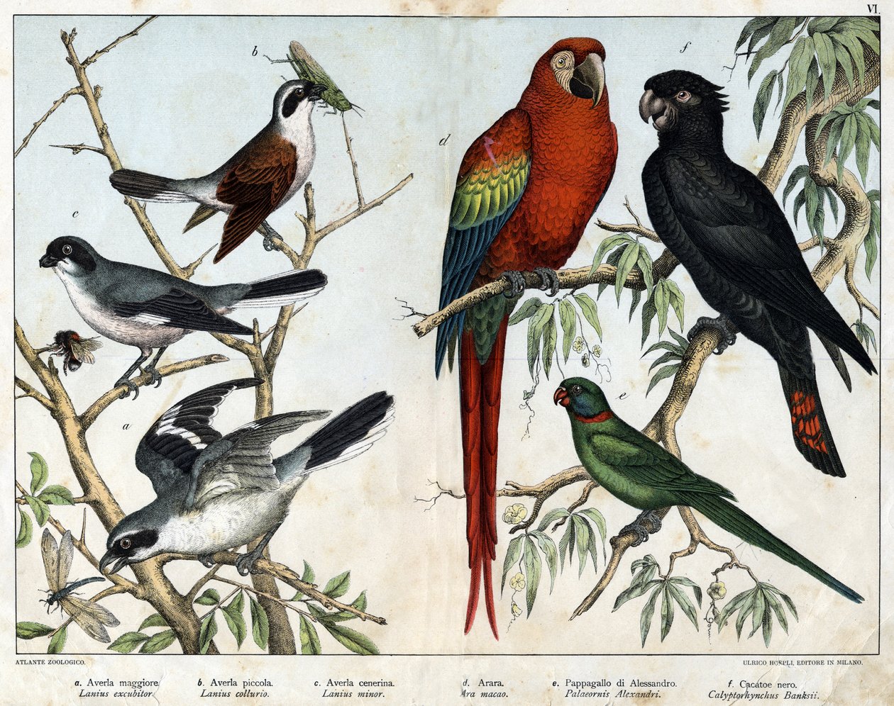 a: grieche szare (Lanius excubitor), b: grieche północne (Lanius collurio), c: grieche różowe (Lanius linor), d: ołtarz czerwony (Ara macao), e: papuga Alexandria (Palaeornis Alexandria), f: banksian Kakato (Calyptorynchus banksii) - w „Historii naturalnej autorstwa Unknown artist