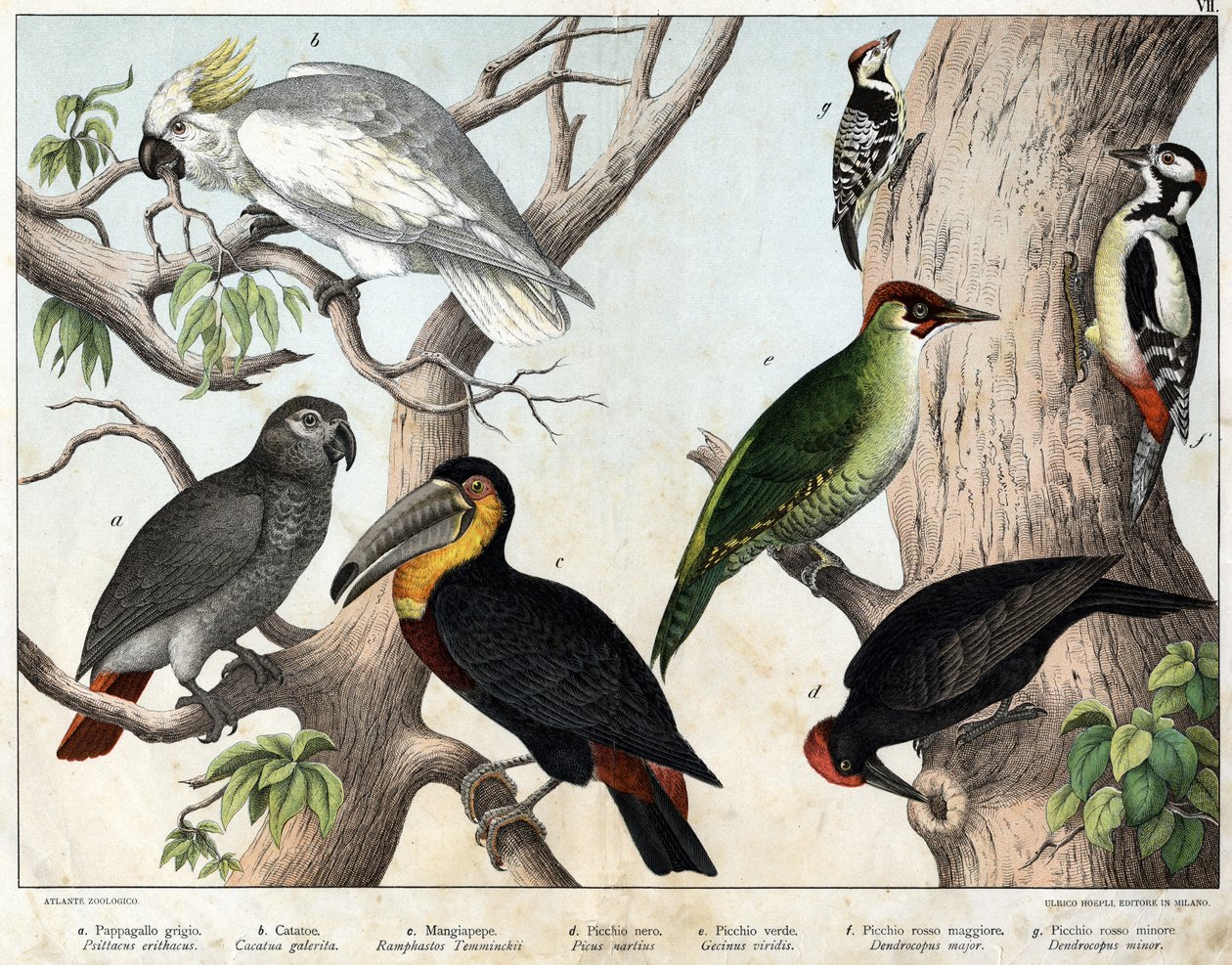 a: papuga szara (Psittacus erithacus), b: papuga kakaowata (Cacatua galerita), c: tukan (Ramphastos temminckii), d: dzięcioł czarny (Picus Martius), e: dzięcioł zielony (Gecinus veridis), f: major dzięcioł czerwony ( 1) Dendrocopus minor w) - „Historia nat autorstwa Unknown artist