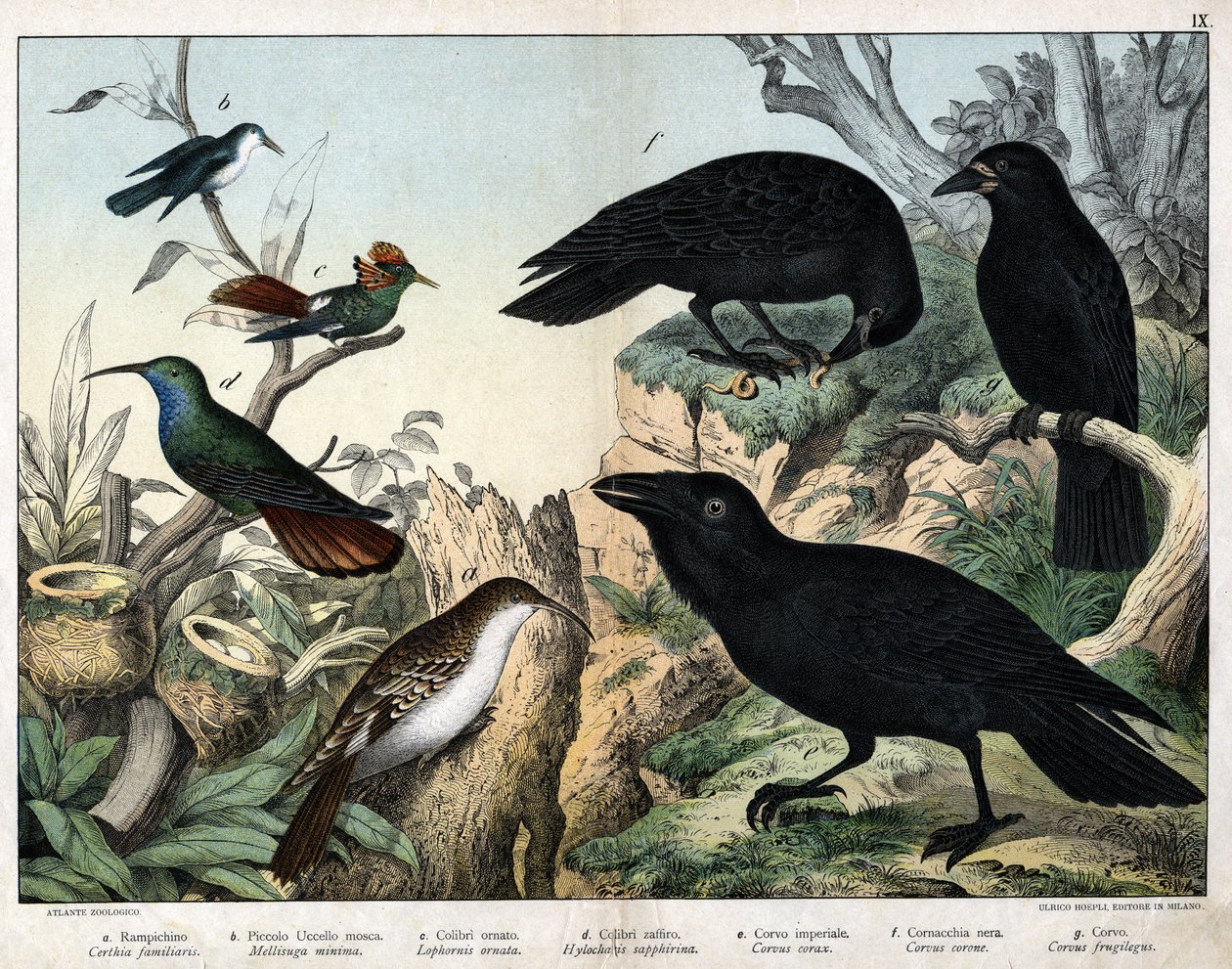 a: Grimpereau (certhia familiaris), b: mały ptak muchowy (Mellisuga minima), c: koliber ozdobny (Lophornis ornata), d: koliber szafirowy (Hylocharis sapphirina), e: kruk cesarski (Corvus corax), f: wrona czarna ( Corvus Corone), g: Raven (Corvus owocowy gi autorstwa Unknown artist