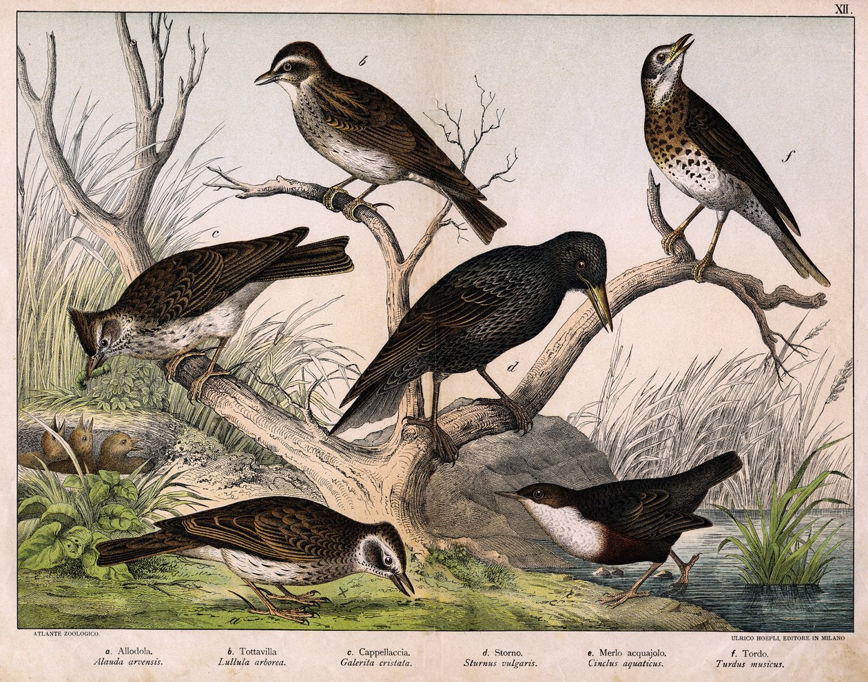 a: skowronek północny (Lark arvensis), b: skowronek lulu (Lullula arborea), c: Cappellaccia (Galerita cristata), d: szpak Sansonnet (Sturnus vulgaris), e: kaczka (Cinclus aquaticus), f: drozd (Turdus musicus) - w „Historii naturalnej ptaków”, wyd. Hoepli,  autorstwa Unknown artist