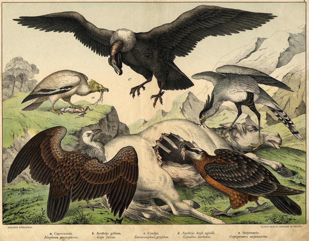a: Percnopterus (Neophron percnopterus), b: Sęp płowy (Gyps fulvus), c: Kondor (Sarcoramphus gryphus), d: Sęp jagnięcy (Gypaëtus barbatus), e: Wąż (Gypogeranus serpentarius) - w "Historii naturalnej ptaków" wyd. Hoepli, Mediolan autorstwa Unknown artist