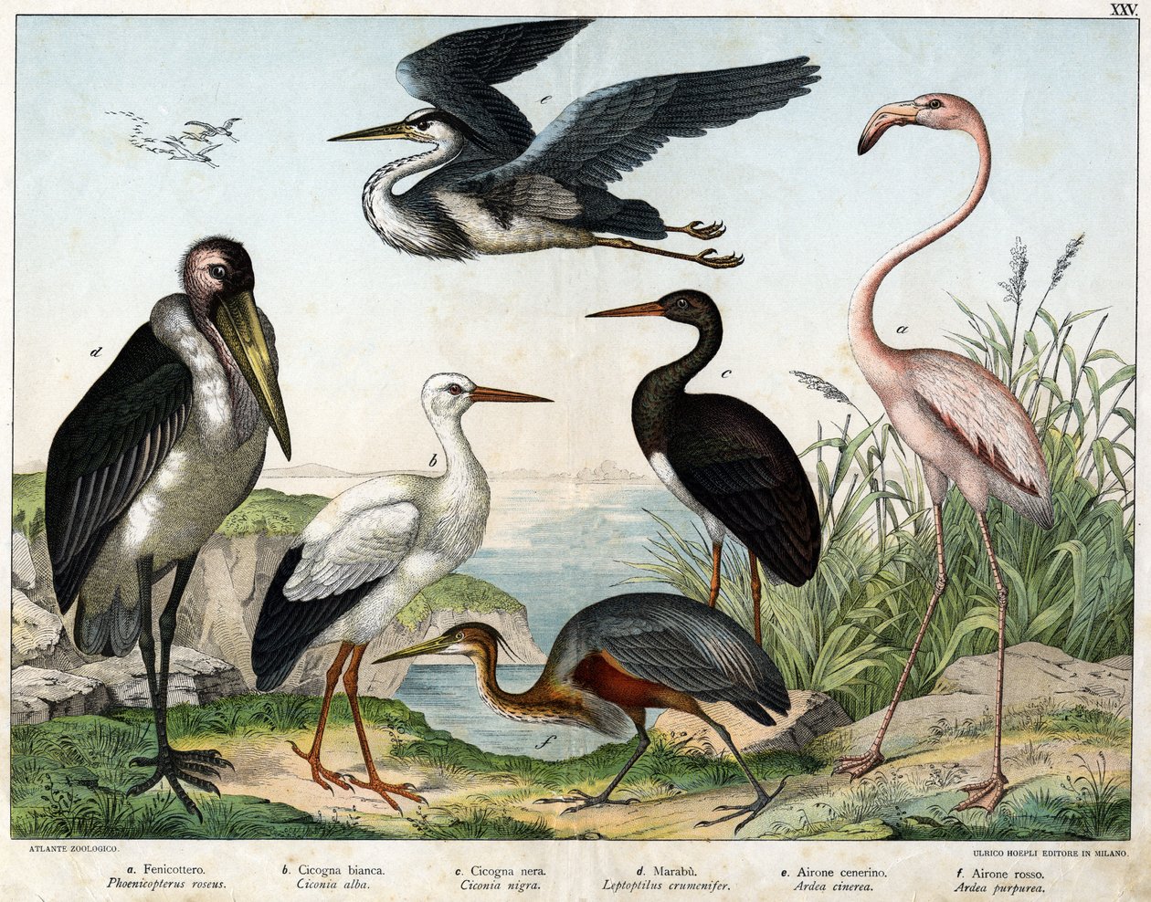 a: Phenicopterer lub Flamingo (Phoenicopterus roseus), b: Bocian biały (Ciconia alba), c: Bocian czarny (Ciconia migra), d: Marabout (Leptoptilus crumenifer), e: Czapla biała (Ardea cinerea), f: Czapla czerwona ( Ardea purpurea) - w „Historii naturalnej pt autorstwa Unknown artist