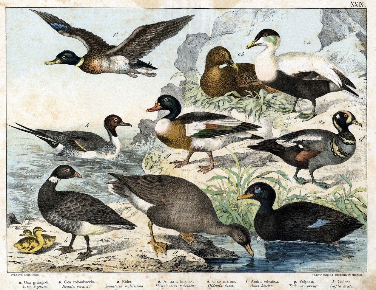 a: gęś nasienna (Asner segetum), b: otręby (Branta bernicla), c: edredon zwyczajny (Somateria mollissima), d: kaczka arlekina (Histrionicus torquatus), e: czarna kaczka (Oidemia fusca), f: krzyżówka (Anas boschas) ) ), g: Tadone Belona (Adorna cornuta), h: autorstwa Unknown artist