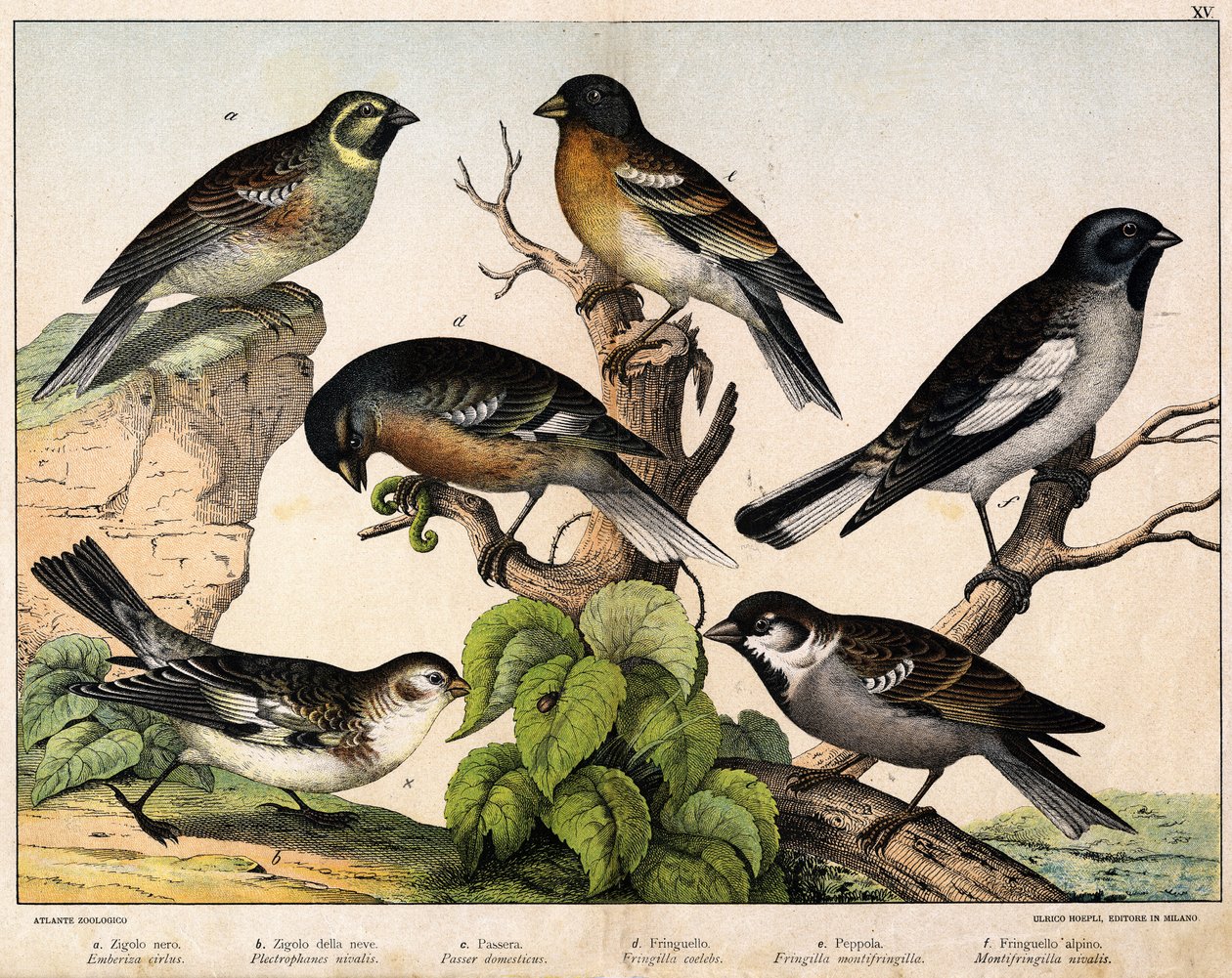 a: Wróbel (Emberiza circlus), b: Wróbel śnieżny (Plectrophanes nivalis), c: Wróbel (Pour domesticus), d: Pinson (Fringilla coelebs), e: Northern Pinson (Fringilla montifringilla), Niverolle (Montifringilla nivalis) - w „ Historia naturalna ptaków”, wyd. Ho autorstwa Unknown artist