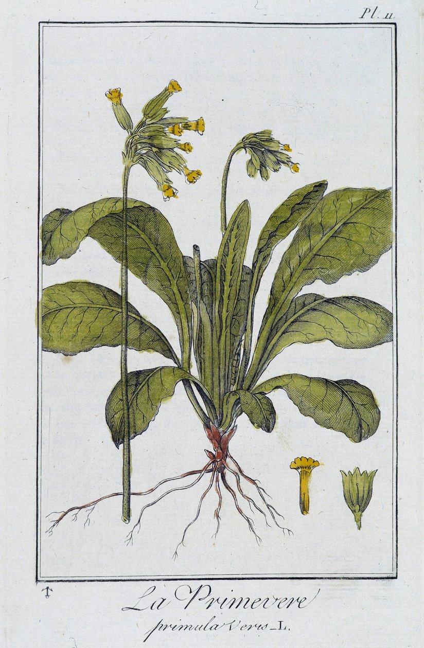 Pierwiosnek (Primula veris) - w „Ćwiczeniach z botaniki na użytek handlowców”, napisanym przez J.C. Philiberta, Imprimerie de Crapelet, Paryż autorstwa Unknown artist