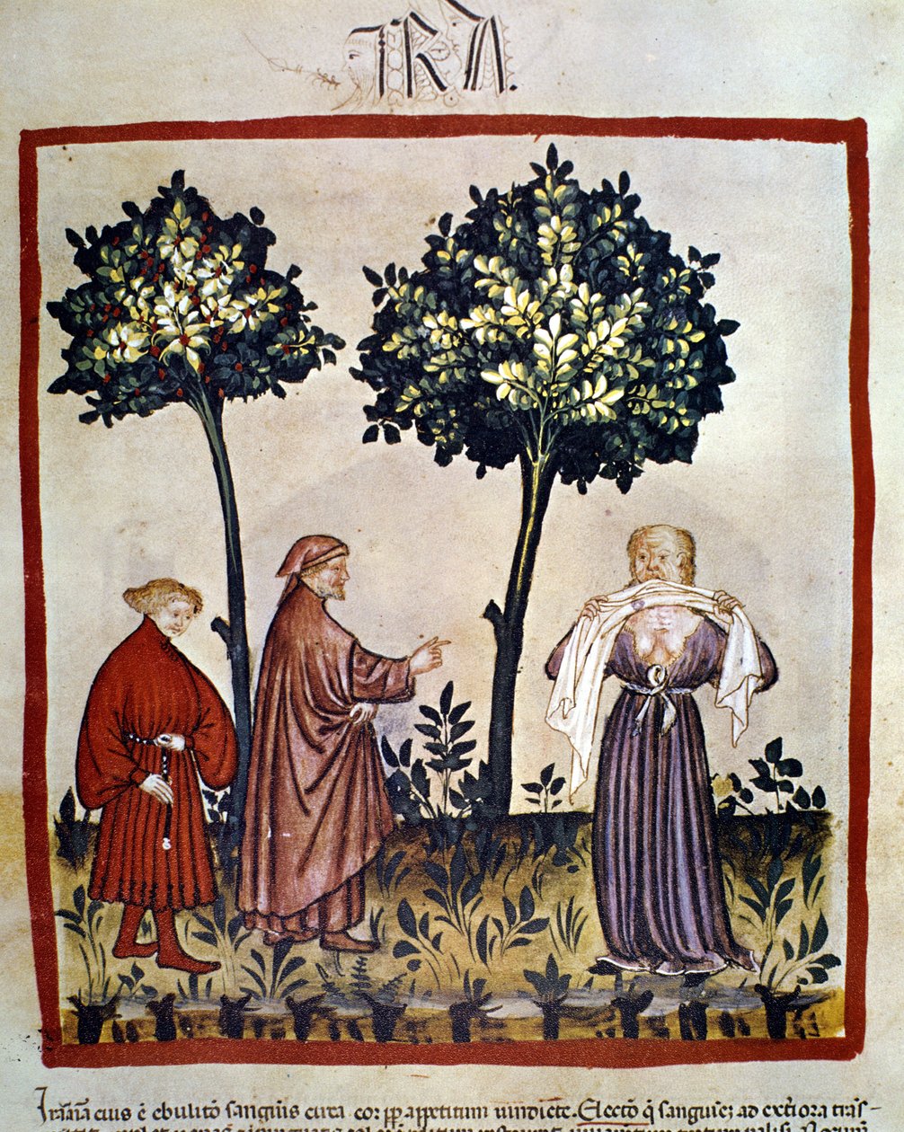 wścieklizna lub zła osoba ściskająca tkankę między zębami. Iluminacja XIV wieku „Tacuinum Sanitatis”, Wiedeń, Biblioteka Narodowa. autorstwa Unknown artist