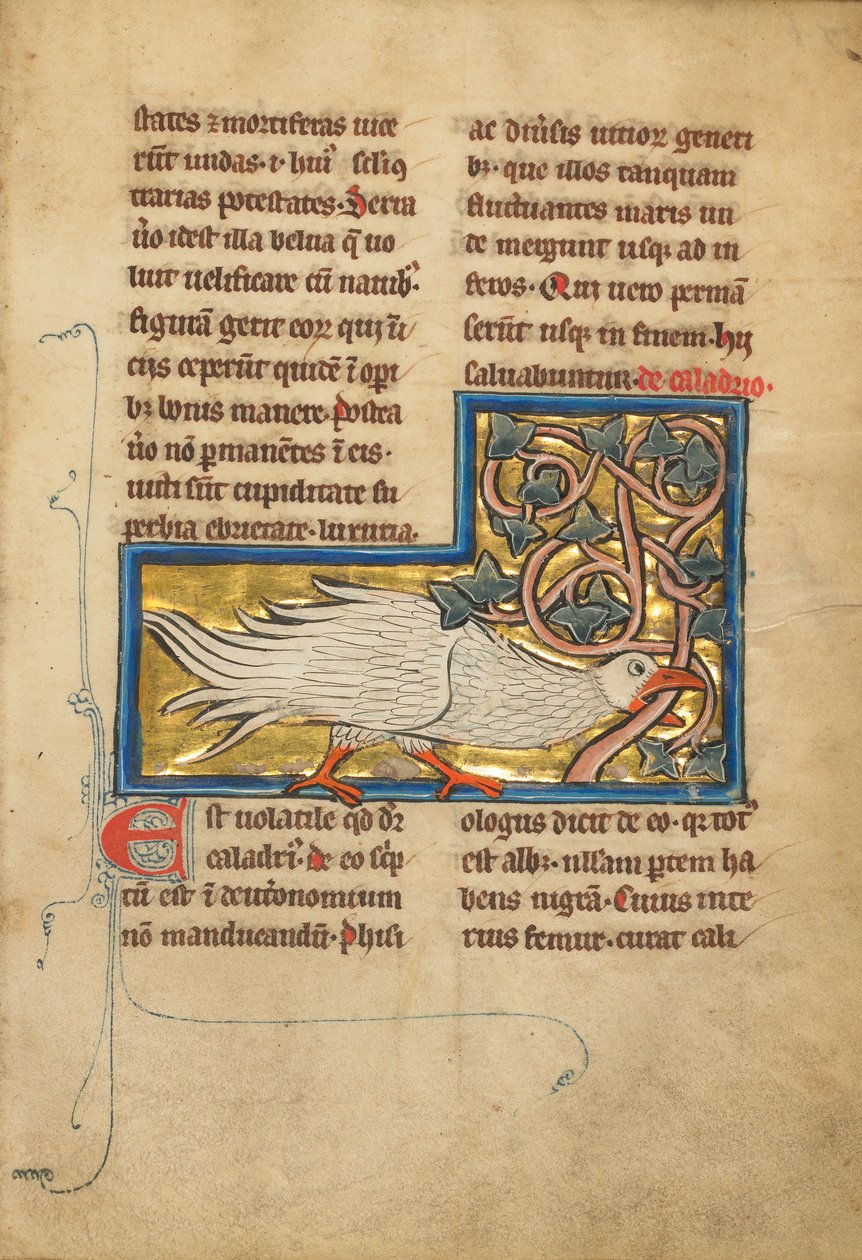 Ptak Caladrius autorstwa Unknown artist