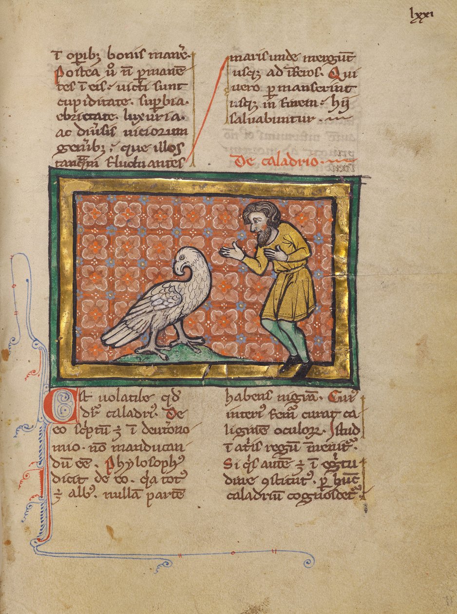Ptak Caladrius autorstwa Unknown artist