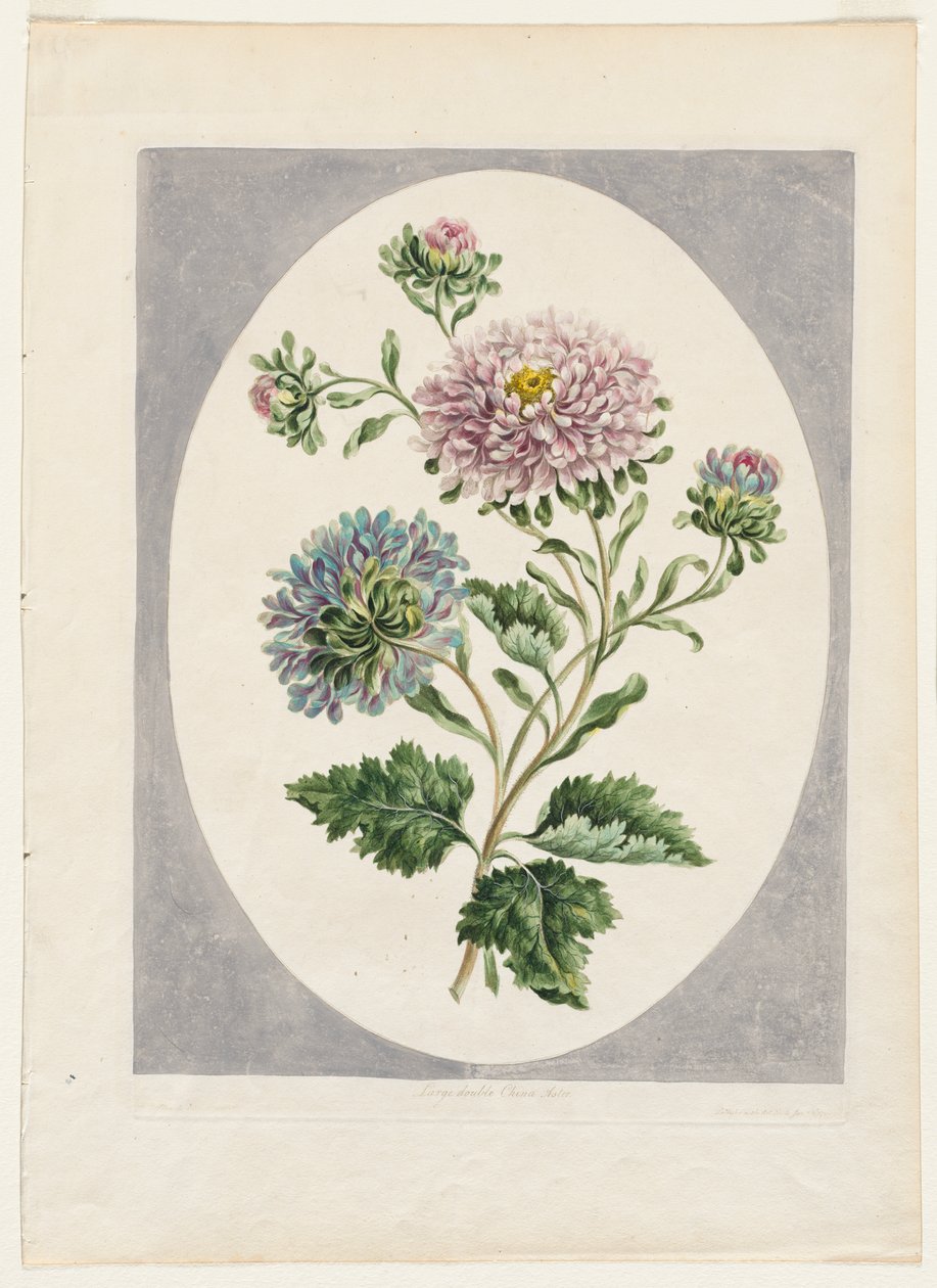 Kolekcja kwiatów zaczerpniętych z natury: duży podwójny chiński aster autorstwa Unknown artist