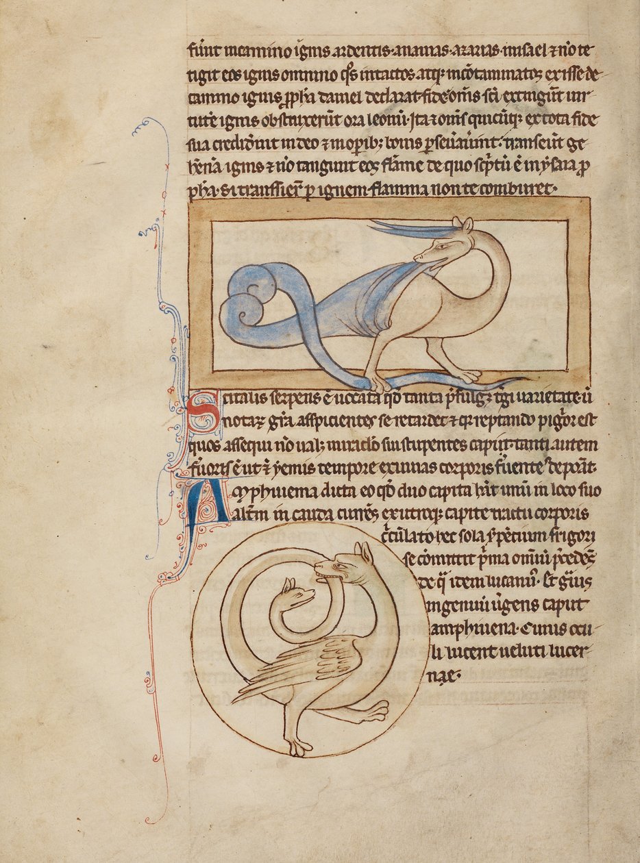 Scitalis; Amphisbaena autorstwa Unknown artist