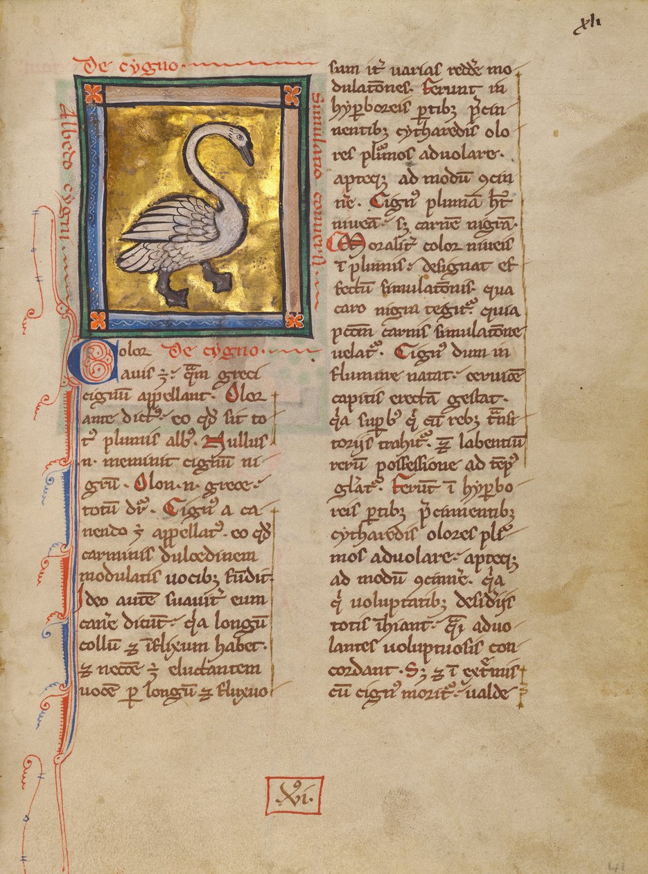 A Swan autorstwa Unknown artist