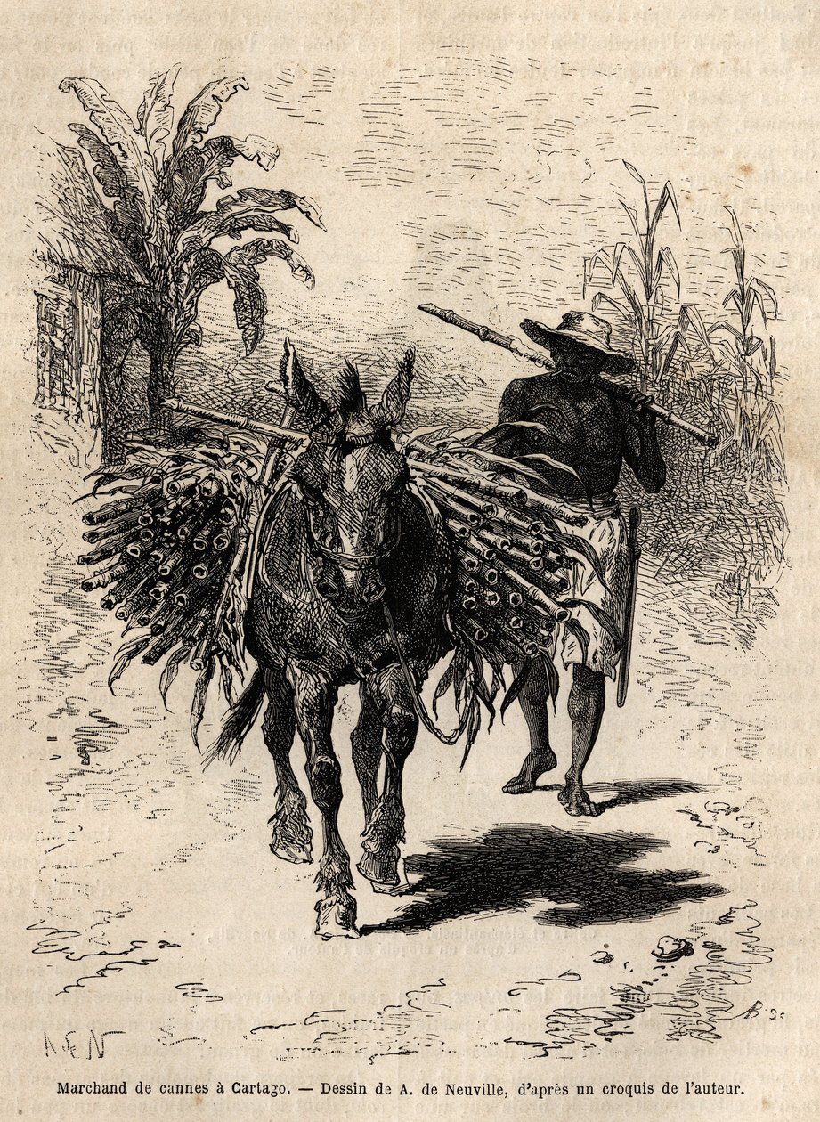 Kupiec trzciny i jego muł w Cartago (Kostaryka), jedyny kupiec, który ożywia puste ulice miasta. Grawerunek ilustrujący podróż do Nowej Granady, dr Saffray, w 1869, opublikowany w „”Le tour du monde”””” 1873, pod redakcją Edouarda Chara autorstwa Unknown artist