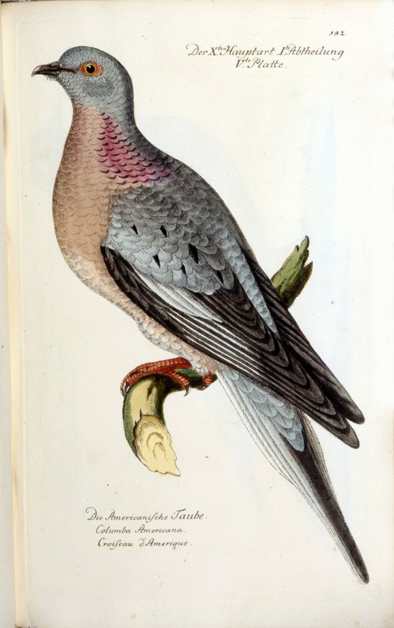 Gołąb wędrowny, obecnie wymarły. Wykres zoologiczny według Fritscha autorstwa Unknown artist
