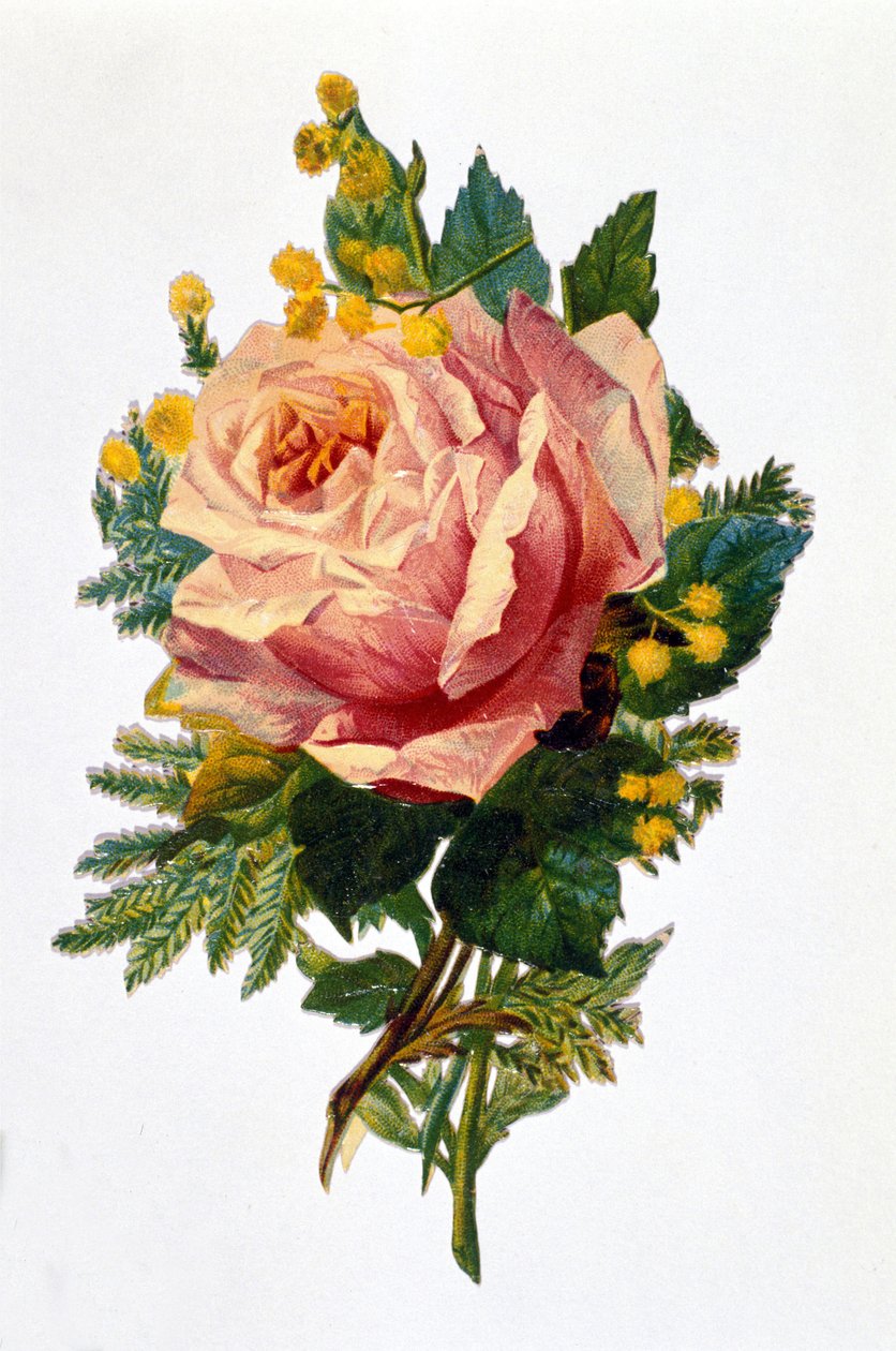 Róża autorstwa Unknown artist