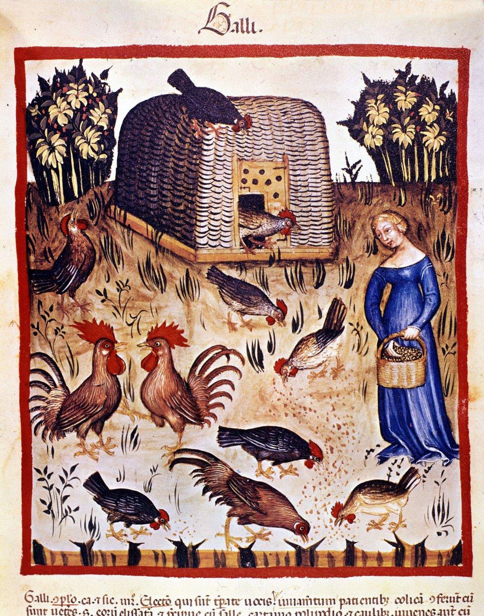 Młoda kobieta na niskim podwórku karmi kury i koguty. Oświetlenie z doju medycyny i dietetyki „”Tacuinum sanitatis”” autorstwa Unknown artist