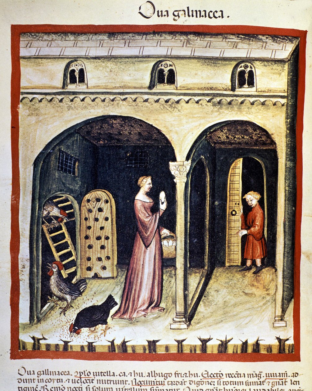 Młoda kobieta zbiera jaja kurze. Oświetlenie z doju medycyny i dietetyki „”Tacuinum sanitatis”” autorstwa Unknown artist