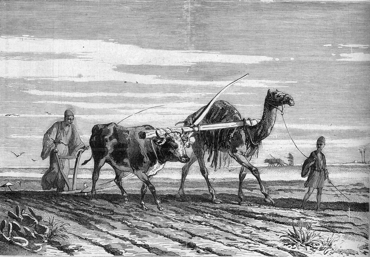 Rolnictwo w Egipcie: pług krowy i wielbłąda. Grawer w „” Le Monde Illustré”” nr 1316 z dnia 17 czerwca 1882 r. autorstwa Unknown artist