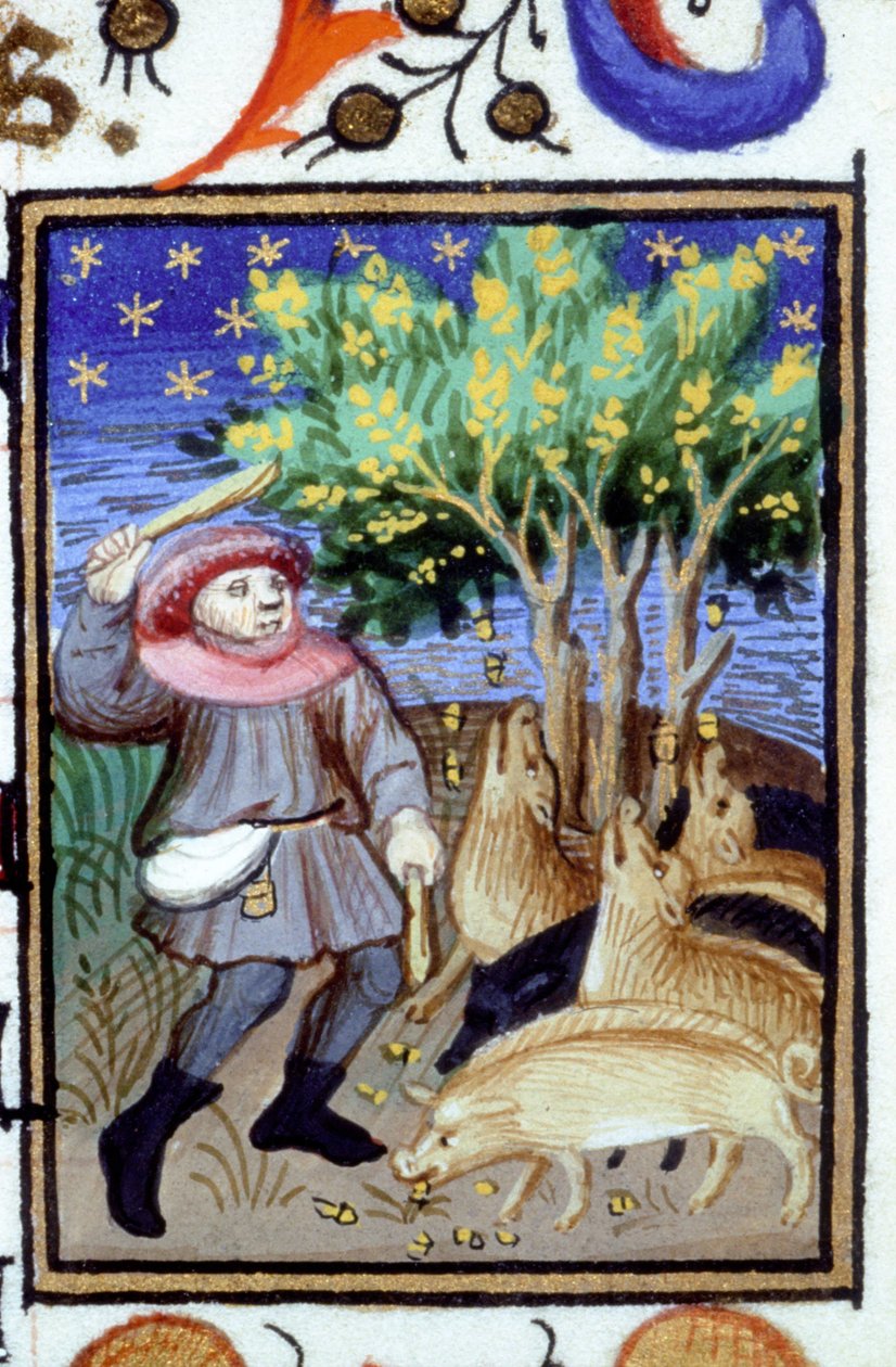 Alegoryczne przedstawienie listopada. Mężczyzna z grupą świń jedzących żołędzie. Miniatura rękopisu z XIV wieku. autorstwa Unknown artist