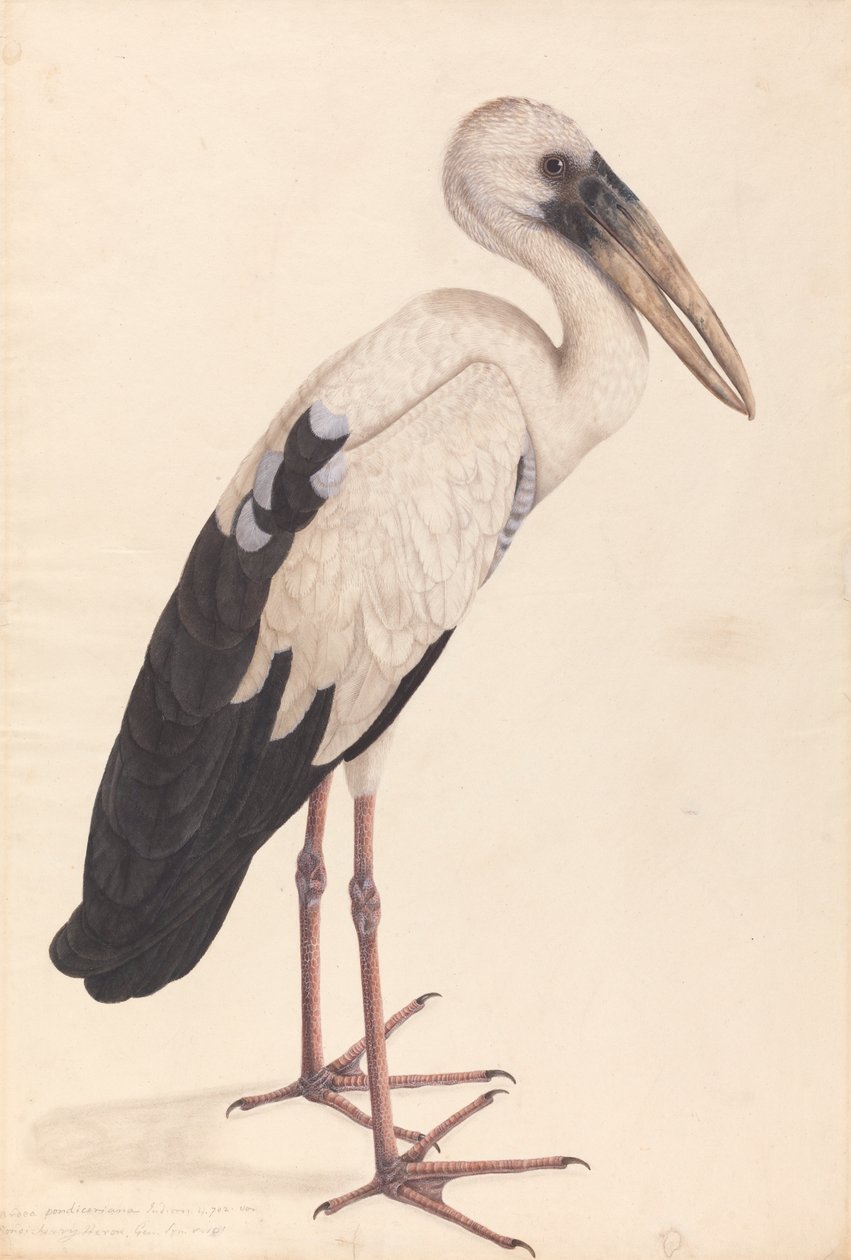 Azjatycki bocian Openbill (Anastomus ziewanie) autorstwa Unknown artist