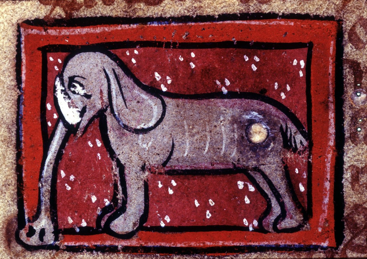 Słoń - bestiariusz z XIV wieku. Mediolan, Biblioteca Trivulziana. autorstwa Unknown artist