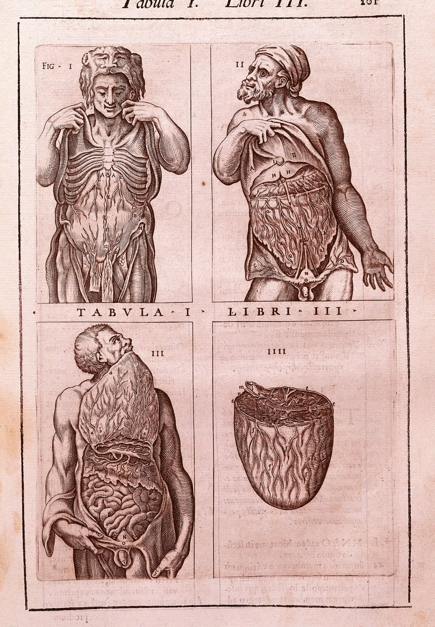 Tablica anatomiczna przedstawiająca: wymiary, mięśnie brzucha, jelit i żołądka. Grawerowanie w „Anatomia Corporis Humani” autorstwa Juana Valverde De Amusco (1525-1588). Tabela I, Księga III. Barcelona. Biblioteca de Catalunya (Biblioteka Narodowa Ca autorstwa Unknown artist